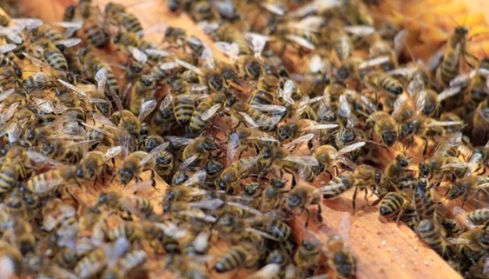 Pinhão - Ataque de abelhas em fazenda deixa dois cachorros mortos e uma pessoa ferida